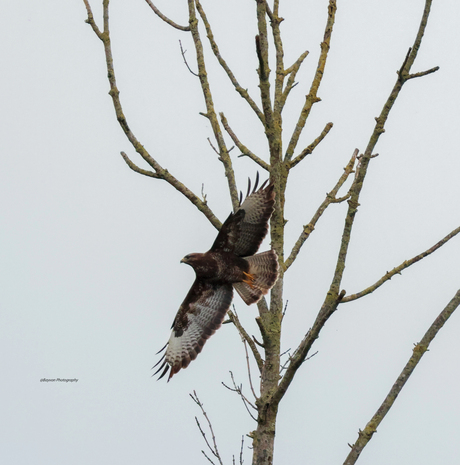 Buizerd