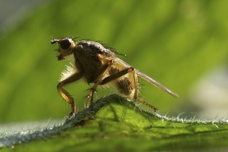 Scatophaga stercoraria