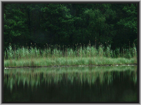 Een bos, een vennetje en wat riet