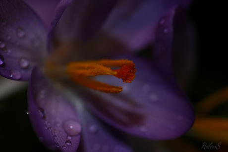Krokus 5