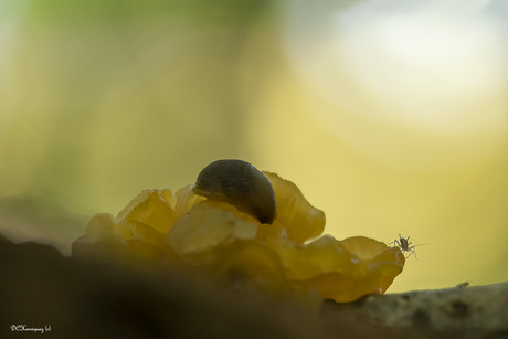 Gele trilzwam en kostgangers