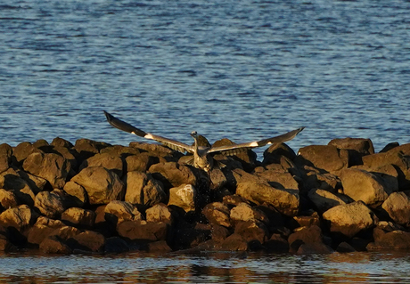 Reiger