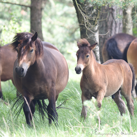 Exmoorpony en haar veulen 