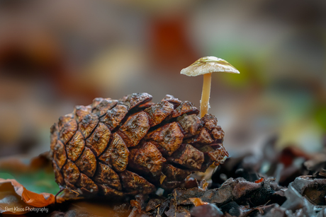 Muizenstaartzwammetje  (Baeospora myosura)