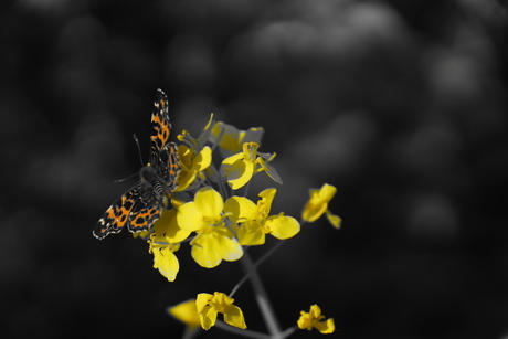 vlinder op gele bloem