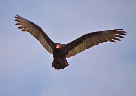 california Condor aan de Big Sur