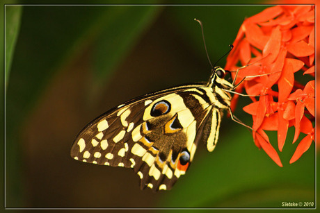 Papilio Demoleus