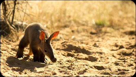 Aardvarken in Namibië.jpg