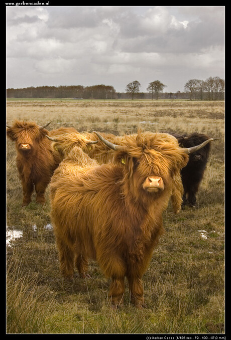 Schotten in drenthe IV