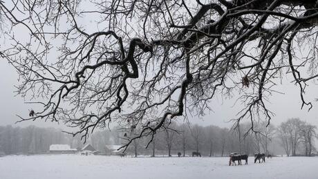 Winterwonderland Quadenoord...