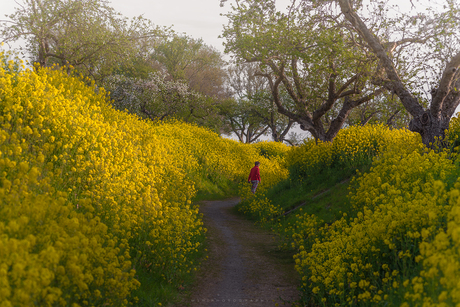 Surrounded by Yellow