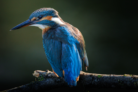 IJsvogel