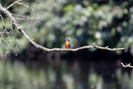 ijsvogel