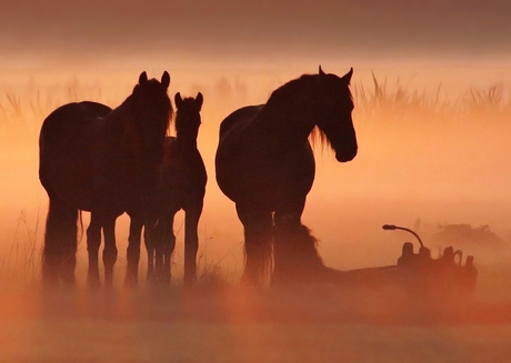 Paarden met veulen bij mistig ochtendgloren