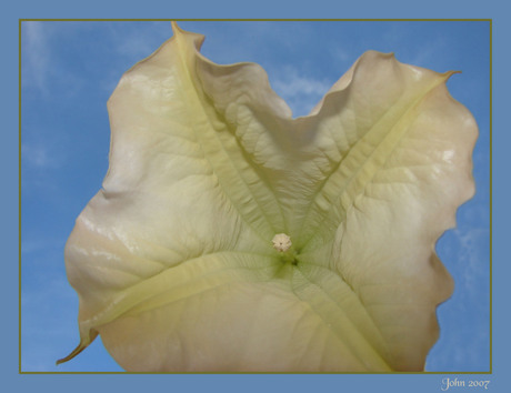 Datura