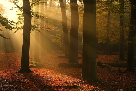 herfstkleuren