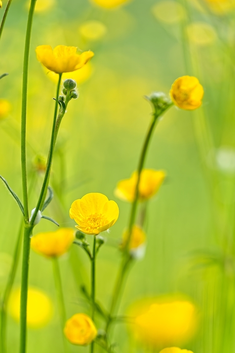 Boterbloem