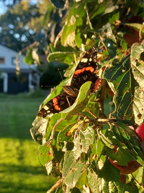 Vlinder in de pruimenboom