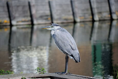 Volendamse Reiger