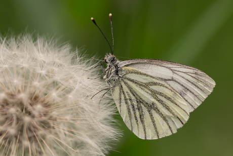 Geaderd witje