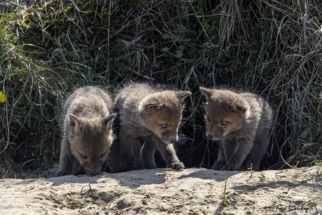 Drie kleine vosjes verkennen de wereld