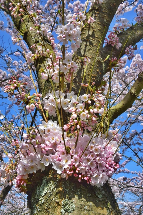Bloesem 