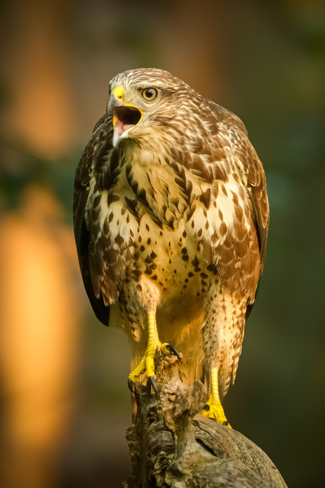 Buizerd