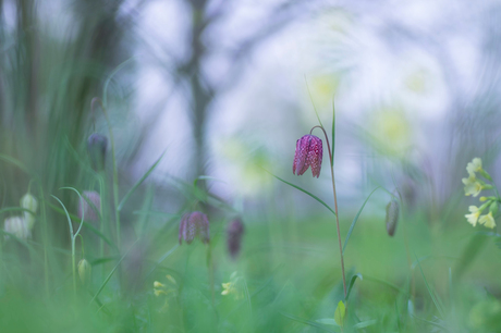 Le printemps est arrivé