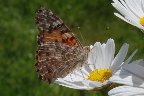 vlinder op margriet