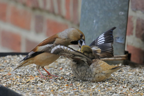 Appelvink voert kleintje op de voederplank