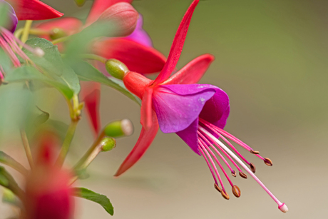 Fuchsia detail
