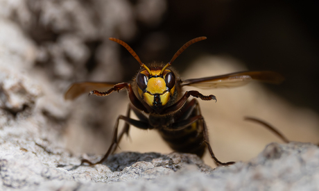 Hoornaar klaar voor actie! 