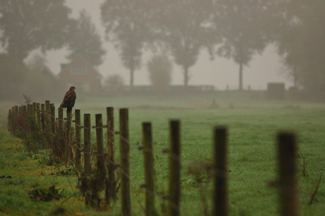 Buizerd