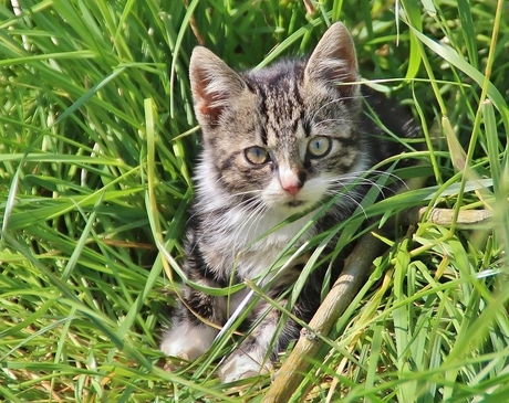 Katje tussen het gras
