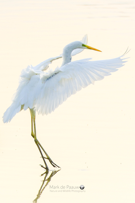 Zilverreiger loopt over het water