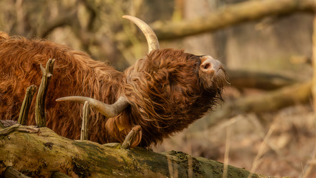 De Sprengenberg (Haarle)