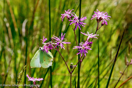 Bloemen met vlinder Bargerveen