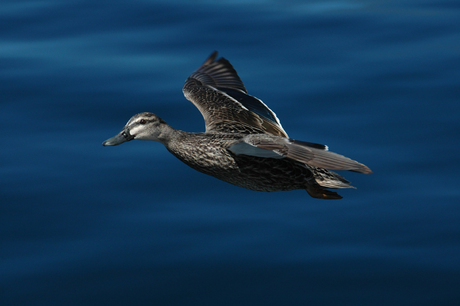 Flight over the sounds...