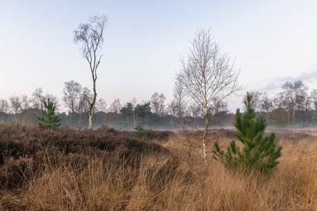 Kalmthouts heide