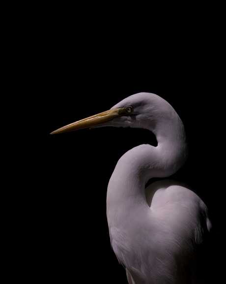 Reiger met zwanenhals