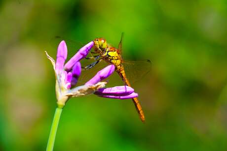 Ik hou van de kleuren die de natuur heeft.