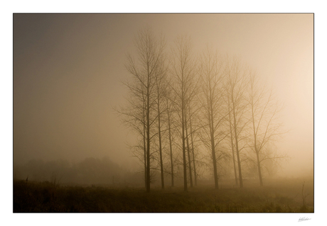 Behind the Trees