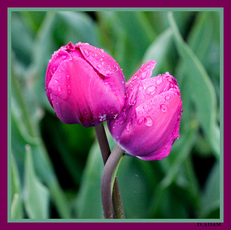 Regen op de tulpen