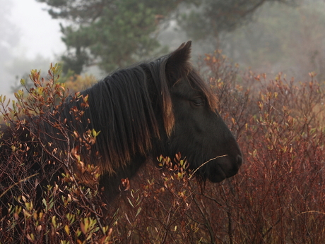 Fell pony in de mist