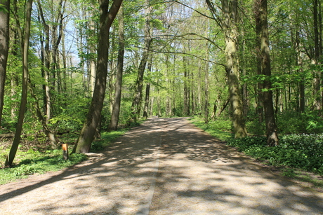 Amsterdamse bos