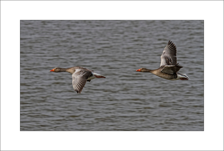 Natuur 01, Grauwe ganzen in de vlucht