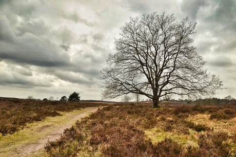 Veluwe