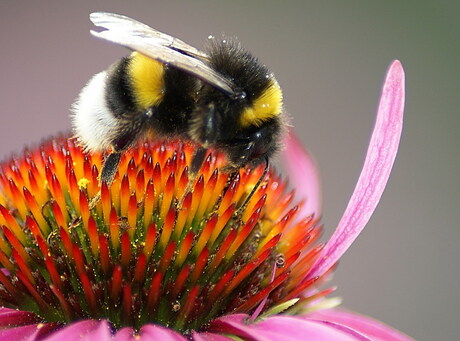 bij op bloem