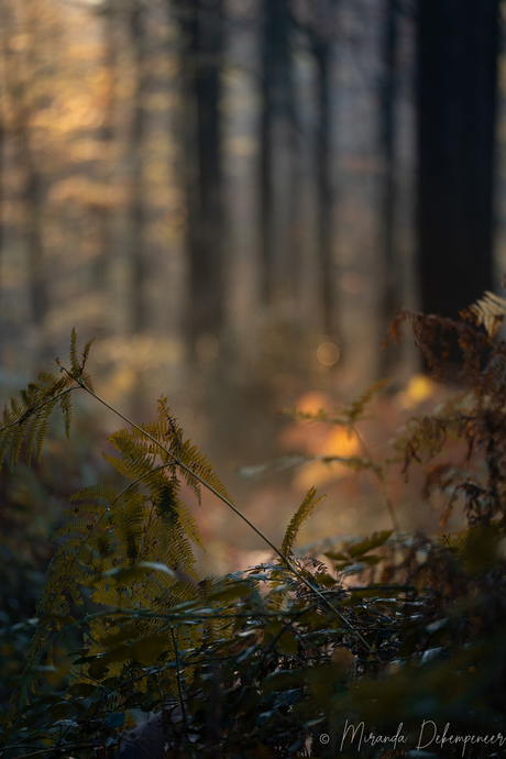 alles is zoveel mooier als de zon schijnt