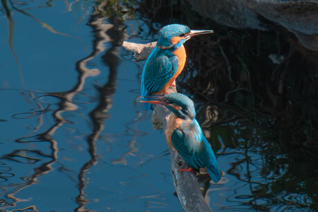 Setje Ijsvogel